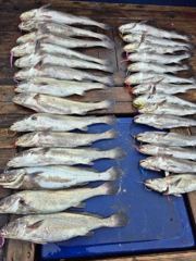 [격포 새천년호] 8,16 격포새천년호 민어 마릿수 좋아지네요ㆍ 사진