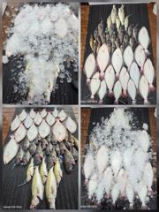 전체조황 - 8월16일 대농어 조황 - 인천 연안부두 칸피싱, 루어, 침선, 생활낚시 전문 사진