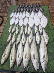 오늘의 조황 - 8월15일 대농어외수질조황 - 파워피싱,서해호,파워호 사진