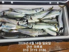 ★ 8월 15일 군산 고등어 (야.라.지) 조항 ★ 사진