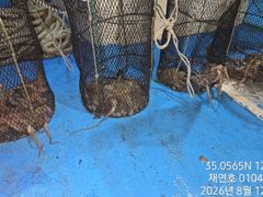 야간돌문어 매일 열심히 달립니다 개인 두자리수까지 사진