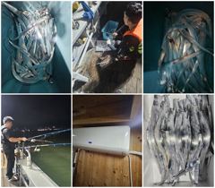 갈치조황 - 목화피싱 8/14일 목포갈치 낚시 조황 사이즈마릿수 왕창 좋아졌넹요.[쭈꾸미낚시 9월달 시작] - 목포갈치낚시 사진