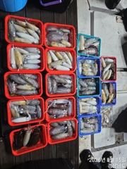 [마산] 사계절호 야간무늬(200수)