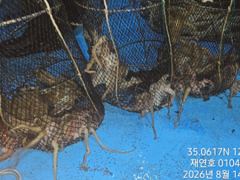 [마산] 야간돌문어 매일굿굿 개인두자리수까지 열심히 달립니다 사진