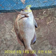 [부산] 생도선상 청일호 수요일부터 출조합니다 사진