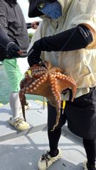 [사천] 사천팔포피싱 문어 갇이 출조 하실분 주중 주말예약 미리미리 예약… 사진