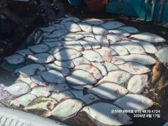 군산바다하리호 8월17일 15분 광어 조황입니다 사진
