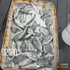 [고성] 병산  감성돔마리수 농어 마리수 선외기흘림조황~~ 사진