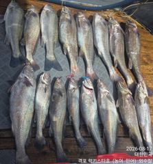 오늘의조황 - 8월 17일 격포 럭키스타 민어조황 - 격포 럭키스타호 사진