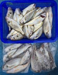 백조기 조황 사진