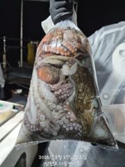 [먹물조황] 삼천포 문어조황! 주간반, 야간반 매일출조! 사진