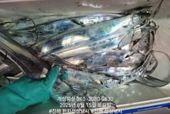 준내만 4지급 텐빈 은빛 갈치 마릿수 조황 내일부터 쭉 예약가능 사진