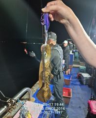 (씨스타호) 17일 고구마.무 무늬 팁 런 50 수 사진