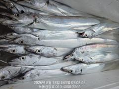 녹동금강호16석대갈치조항19일20일21일쭉예약중.예약순자리지정예약제 010-4058-2266 사진