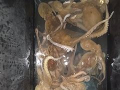 오늘 쫘~쫘악 달라붙어 올라오는 야간~돌문어 마리수 잡으러 출조 갑니다@ 오늘~예약가능 사진
