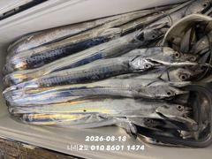 [여수,광양] [여수나라2호]-18일 갈치입항조황ㅡ만쿨도장찍고 1인2쿨러 하신… 사진