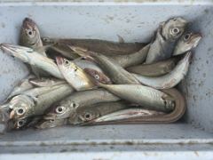 [통영] 나드리2호)좌대 전갱이.참돔.문어입맛.손맛!! 사진