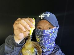 무늬 야간팁런 씨알 마리수 ???? ???? ????  예약가능합니다  사진