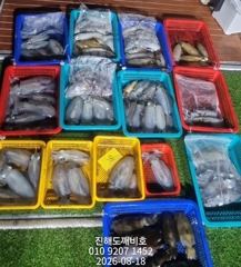 [진해] 팁런무늬오징어 오늘 자리여유많습니다