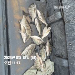 [마산] 돔앤돔호 오늘 1분조황. 사진