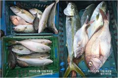 참돔 45cm,뱅어돔,부시리 호조황, 사진