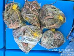 [사천] 삼천포 제일호 돌문어 조황!! 사진