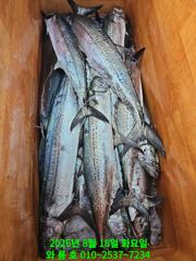 ''왔다! 또 히트 !'' 대삼치 피딩타임 제대로 터졌습니다 (수욜오후모집중)