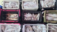 [백조기조황] 8/18 백조기 조황 사진