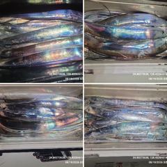 [ 갈치 텐빈 텐야 ] 쌍바늘 채비 물고 늘어 집니다.  사진