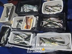 군산킹스타호(8/18)조사님10분의 야간고등어 마무리(오늘도 출조합니다
