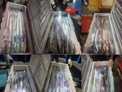 [[제주 뉴그린호(1호) 8월 18일 야간갈치 조황]] 사진