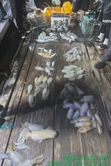 [통영] (무늬오징어)초리 들고 땡기고~무시까지 110수~대양호(오늘 예… 사진