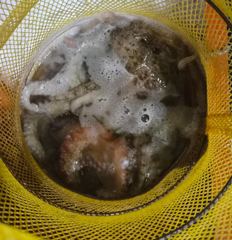 >>야간 돌문어 최근조황~!(오늘,목,금 예약중) 사진