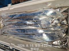 ((먼바다왕갈치))이제 대갈치 3지들이 터져나오네요 내일 목ㆍ금ㆍ토(예약가능 사진