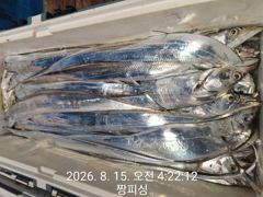 [통영] ((먼바다 왕갈치))이제터져나오는 3지4지들 내일 목ㆍ금ㆍ토(예… 사진