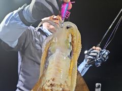 무늬/팁런,,오늘 출항확정 예약가능,, 사진