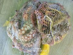 삼천포 광용호 돌문어 출조합니다~! 예약중 사진