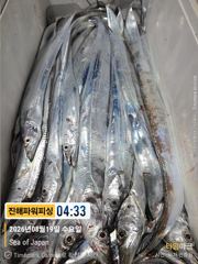 [진해] [갈치/텐빈/텐야]씨알 좋고~오늘도가보입시다[수.목.금.일]예약… 사진