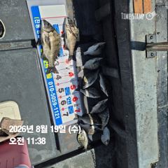 [마산] 돔앤돔호 오늘 2분조황 입니다. 사진