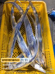 갈치 더디어 터졌다 흥부낚시 3지이상급 쿨러조황 오늘 완전여유 사진