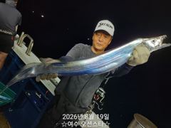 ✅️ 여수오션스타 8월19일 입항 갈치 조황입니다 사진