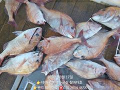 17일 8분 참돔[군산 참바다호] 사진