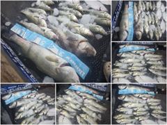 오늘의조황 - [ 아트호 ] 8월 19일 [ 오늘 따오기 !! - M 업 사이즈 ~~~~!! ] [ 인천배낚시 청마피싱 / 인천선상낚시 / 인천낚시배 ] - 인천 영종도 선상낚시 청마피싱,피싱스토리 사진