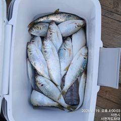 [사천] (사천저도좌대&펜션)8윌19일 저도좌대 조황 사진
