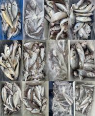 [백조기조황] 8월19일 부세 백조기 넘치는 대장쿨러 초대박 조황 사진