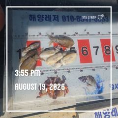 해양레저 무늬오징어 조황  사진