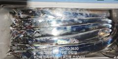 준내만 4지급 텐빈 은빛 갈치 마릿수 쿨러 가득 조황 오늘 무조건 출항 자리여유많음 사진