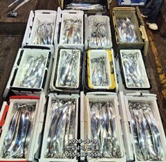 19일,준내만 왕갈치 버글버글 엄청 나옵니다.오늘출항(예약가능)  사진