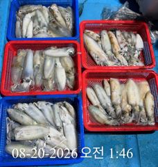 [ 무늬 팁런 ] 깊은 수심 긁은 씨알 마릿수 조과 사진