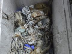 <여수 청홍낚시>8월19일 여수 야간문어낚시 조황 소식 입니다.조황 살아났습니다.(오늘17시 출항 자리여유) 사진